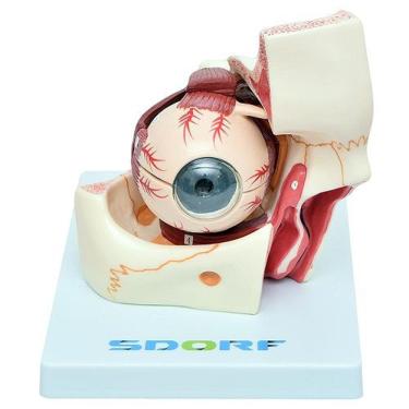 Imagem de Olho Em Órbita Em 10 Pts, Anatomia