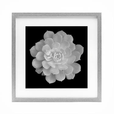 Imagem de Stupell Industries Impressão emoldurada cinza com contraste suculento branco puro sob vidro, design de Phillip Flowers, 40,6 x 40,6 cm