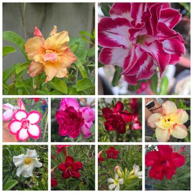 Imagem de 20 Semente De Rosa Do Deserto Mix Cores - 20 Sementes Adenium