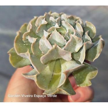 Imagem de Echeveria Nichi - Muda de Suculenta em Vaso 06 - Garden Viveiro Espaço