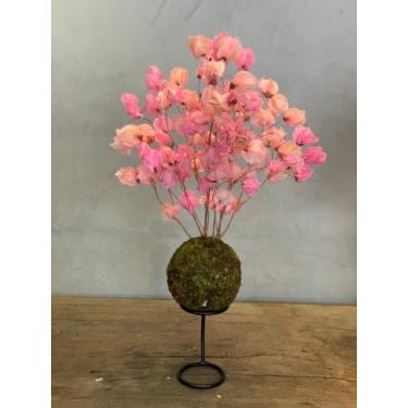 Imagem de Kokedama de Bougainvillea Desidratada - Rosa Bebê - Kokedama BH, Rosa