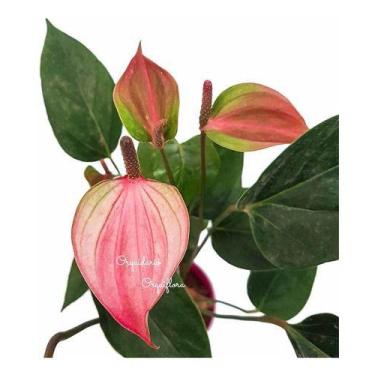 Imagem de Mini Antúrio Planta Natural Adulta Flor Rosa E Verde - Orquiflora