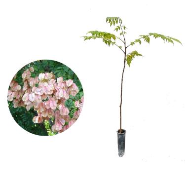Imagem de Muda de árvore-da-china (Melia azedarach) 20 a 40cm – planta ornamental, resistente e ideal p/paisagismo - AMK Jardinagem