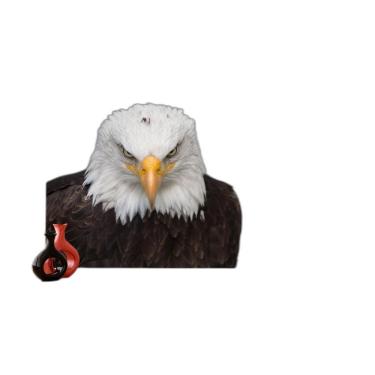 Imagem de Papel De Parede Animais Ave Aguia Careca Olho 3,5M Anm283