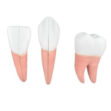 Imagem de Sd-5059/h - dente em 6 partes (incisivo, canino e molar) - SDORF