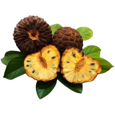 Imagem de Sementes de Marolo Araticum Prontas para Plantio, com Quebra de Dormência por Ácido Giberélico (50)