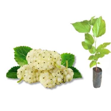 Imagem de Muda de Amora Branca Medicinal e Comestível - Super Doce - no-brand