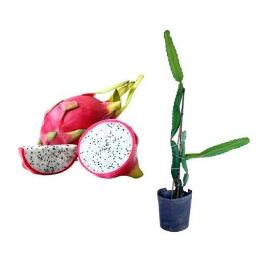 Imagem de Muda de Pitaya 50 a 80cm AMK - Plantas Online - AMK Jardinagem e Paisa