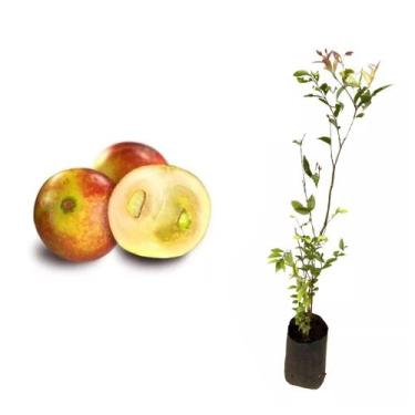 Imagem de Muda de Camu Camu 20 a 40cm AMK - Plantas Online - Genérico