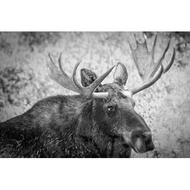 Imagem de SEVEN WALL ARTS Arte de parede de alce – fotografia de retrato de vida selvagem preto e branco, impressão de animal em close-up, arte emoldurada de casa de fazenda para decoração de sala de estar