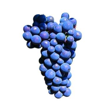 Imagem de Muda Frutífera de Uva Tercy Bordô Enxertada Produzindo - AgroJardim