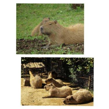 Imagem de Kit 2 Quebra-Cabeças Animais Capivaras De 60 Peças