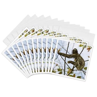 Imagem de 3dRose Bicho-preguiça de três dedos Bradypus variegatus - Cartões comemorativos, 15 x 15 cm, conjunto de 12 (gc_10379_2)