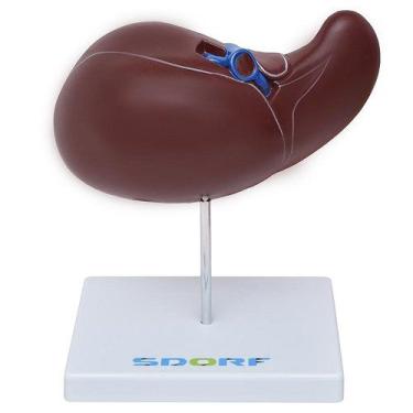 Imagem de Figado Humano Modelo Luxo Anatomia
