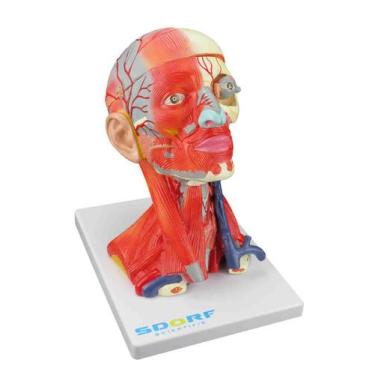 Imagem de Sd-5025/e - cabeça e pescoço musculados em 10 partes - SDORF