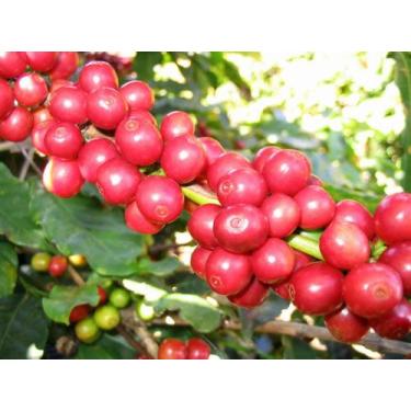 Imagem de Sementes de Café Arábica 10 Unidades Café Montanha Árabe - Marca Própr