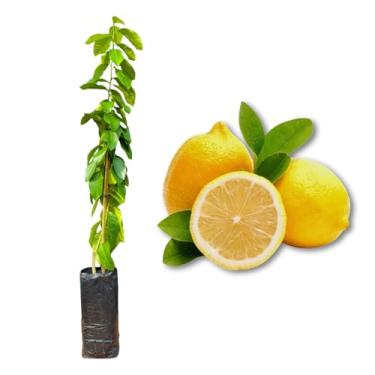 Imagem de Muda de Limão Siciliano Enxertada - Rápida Produção - Produz em Vasos