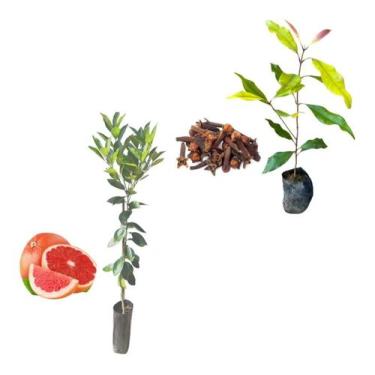Imagem de Kit 2 Mudas - 1 Cravo Da Índia + 1 Laranja Sanguínea - AMK - Jardinage