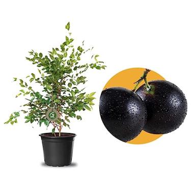 Imagem de Muda De Jabuticaba Híbrida Ideal Para Vasos
