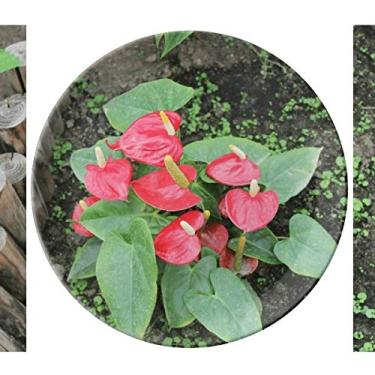 Imagem de Prato de vela de flor vermelha decorativo de porcelana salver louça de jantar