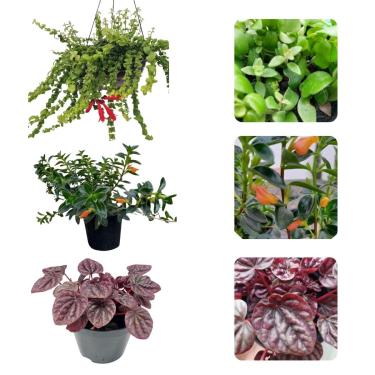 Imagem de Kit Muda Columeia Peixinho Crespa Dobrada Peperomia Caperata Meia-sombra Perene Folhagem Verde Escura Ornamental Laranja