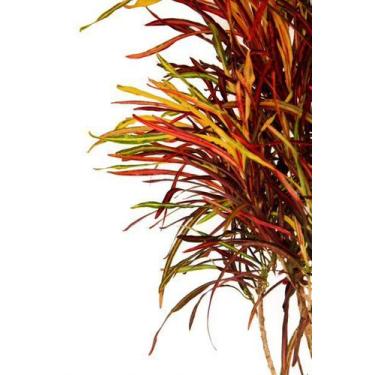 Imagem de Muda de Crotón Zanzibar Altura de 0,40 cm a 0,80 cm - Plantas