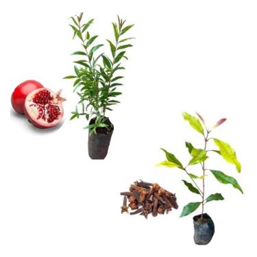 Imagem de Kit 2 Mudas - 1 Romã Americana + 1 Cravo Da India - AMK - Jardinagem e