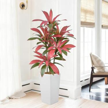 Imagem de Árvore Dracaena artificial de 1,52 m – Árvore Dracaena sintética de 152 cm com vaso branco, tronco realista e folhagens vermelhas realistas, planta tropical alta em vaso para casa, escritório, sala de