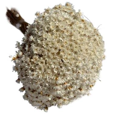 Imagem de 600 Flores Sempre Viva Desidratadas – Florzinha Mosquitinho Seca, Cor Natural, Para Decoração e Arranjos de Mesa