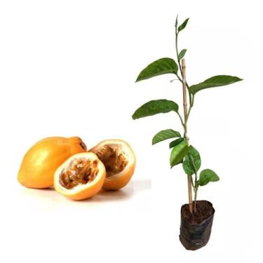 Imagem de Muda De Maracujá Doce + Manual De Plantio + Adubo - AMK - Jardinagem e