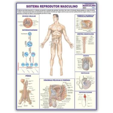 Imagem de Mapa Dobrado Anatômico do Sistema Reprodutor Masculino 120x90 Cm - Med