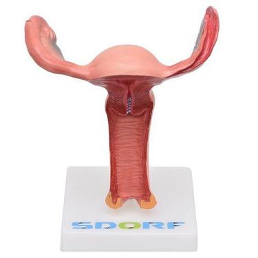 Imagem de Vagina Com Útero Visão Interna, Anatomia