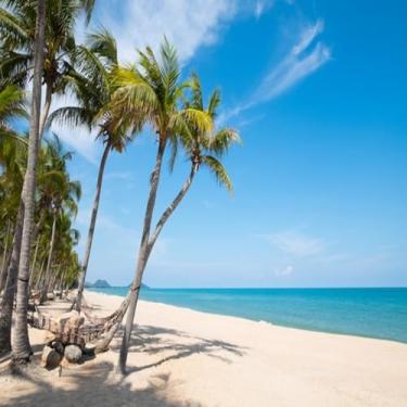 Imagem de Quadro Decorativo Estampa Paisagem Palmeira com Rede de Descanso para Ambientes Internos 40x40cm