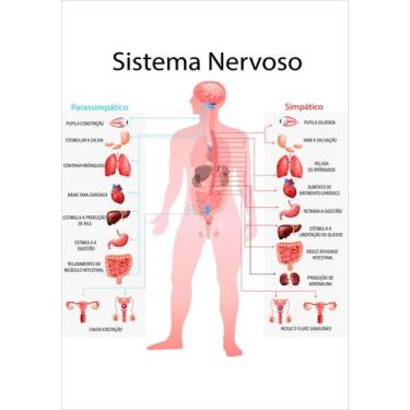 Imagem de Banner De Lona Escolar Sistema Nervoso - 85x60cm - Fabrika de Festa