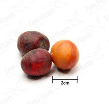 Imagem de Sementes Cascas Diversas para Decoração Flores Seca Variadas - Pense F