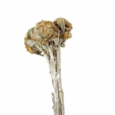 Imagem de Flor Cara De Coruja Natural Desidratado - Pense Flores