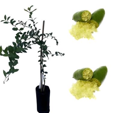 Imagem de Muda De Limão Caviar Enxertada – Fruto Raro Gourmet