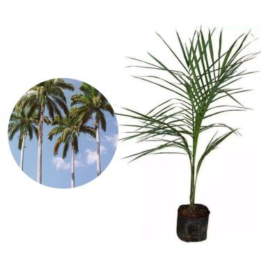Imagem de Genérico, Muda de Palmeira Imperial 50 a 80cm AMK - Plantas Online