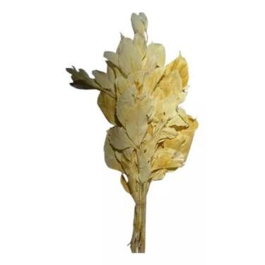 Imagem de Buque Folhagem Carne De Vaca Alvejado Decoração Desidratado - FLORA FU