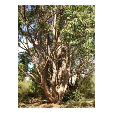 Imagem de Eucalipto Cloeziana p/ Produção de Madeira 50g