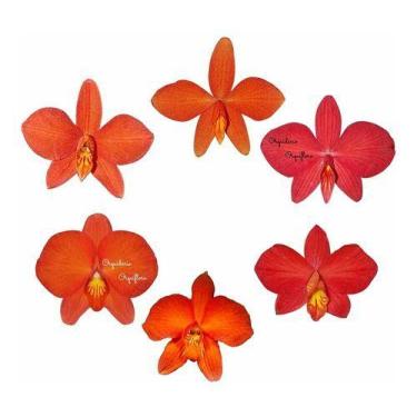 Imagem de Kit 6 Mini Orquídeas Sophronitis Espécies Plantas Adultas - Orquiflora