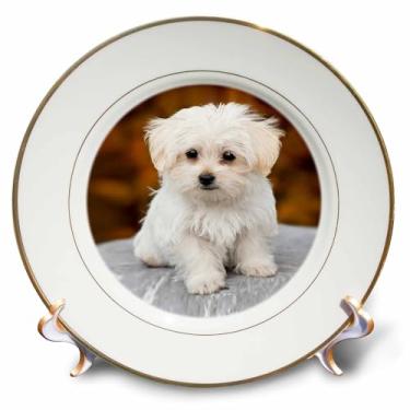 Imagem de Prato de porcelana 3D rosa maltês fofo filhote de cachorro, 20 cm