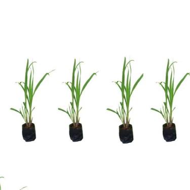 Imagem de Kit 4 Mudas Citronela Planta Contra Mosquitos Insetos Com Manual - LEL