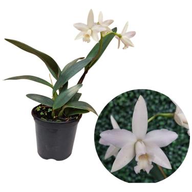 Imagem de Mini Cattleya Branca Cruzamento Sophronitis Orquidea Exótica