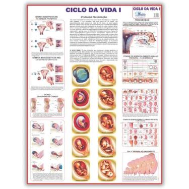 Imagem de Mapa Ciclo da Vida 1 - 120 X 90 Cm - Enfermagem - Medicina - Dobrado -
