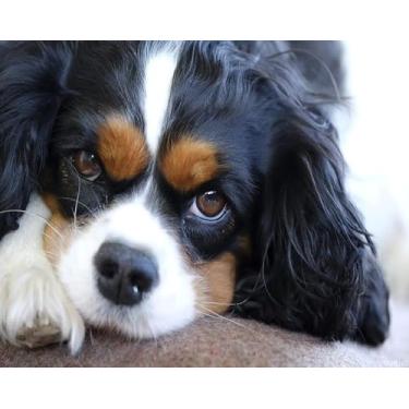 Imagem de VNUIEHG Paint by Numbers for Adults Cavalier King Charles Spaniel DIY Painting Paint by Numbers Kits on Canvas 16x20 inch