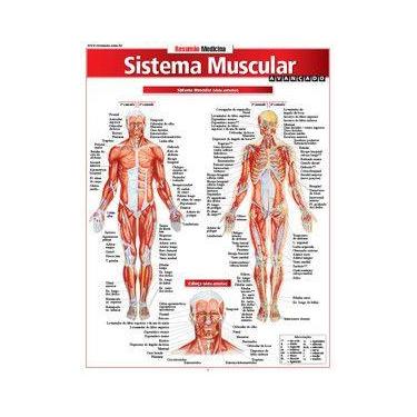 Imagem de Sistema Muscular Avançado