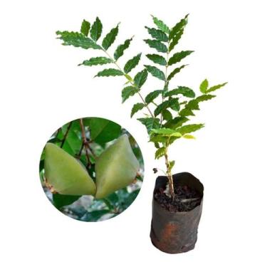 Imagem de Muda De Cambuci Para Produzir 20cm - AMK - Jardinagem e Paisagismo