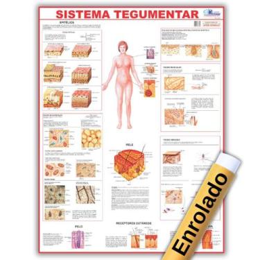 Imagem de Mapa Anatômico Enrolado Do Sistema Tegumentar 120x90 Cm - Medicina - E