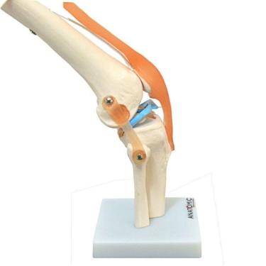 Imagem de Articulação do Joelho com Ligamentos Anatomic